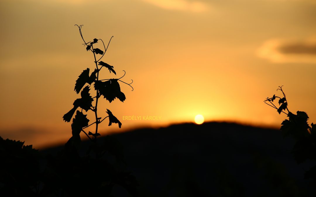 Mádsummer 2019